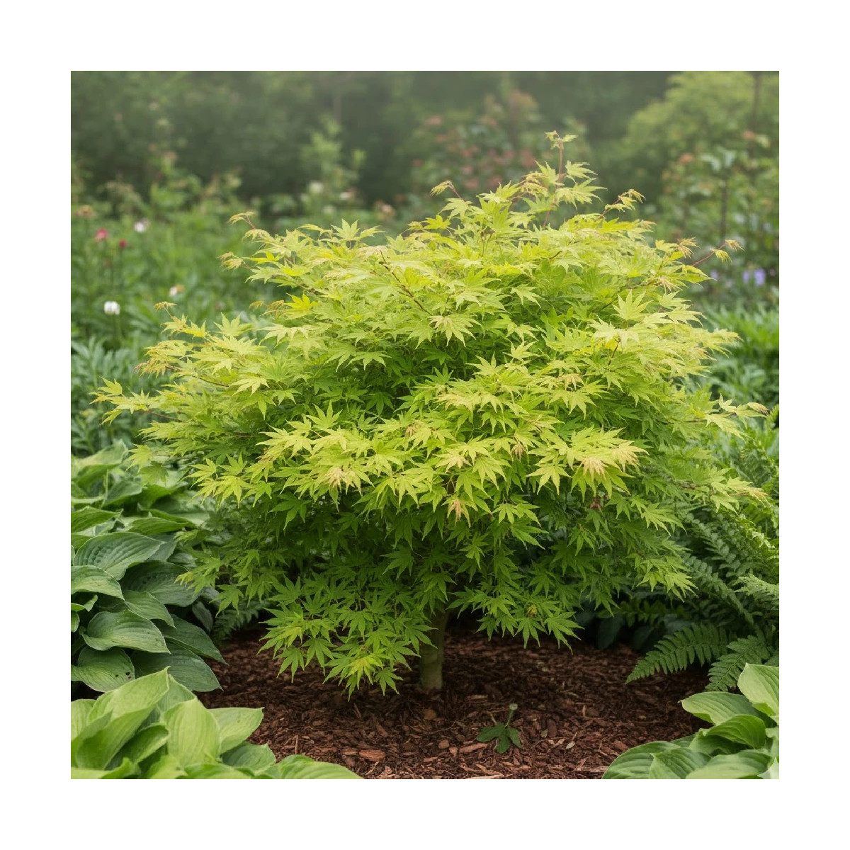 Érable du Japon Summer Gold, Acer palmatum