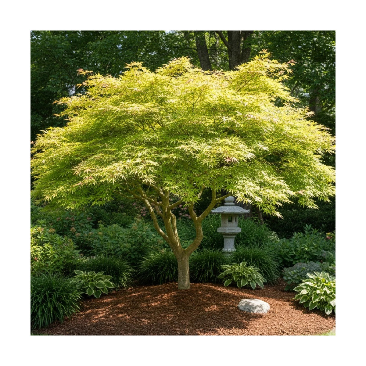 Érable du Japon Summer Gold, Acer palmatum