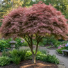 Erable du Japon Trompenburg - SILENCE, ça pousse !, Acer palmatum