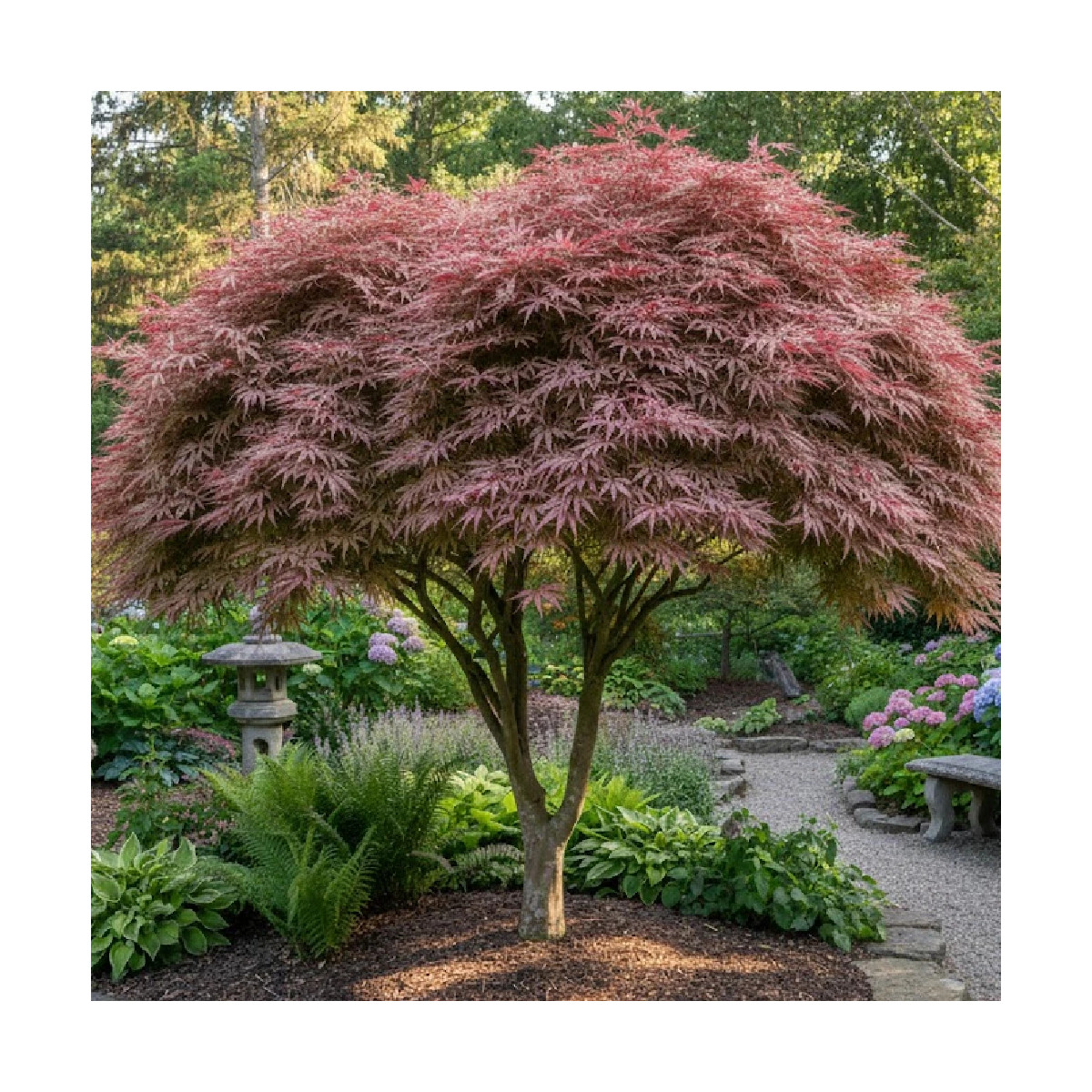 Erable du Japon Trompemburg - SILENCE, ça pousse !, Acer palmatum Erable du Japon Trompemburg - SILENCE, ça pousse !, Acer palmatum