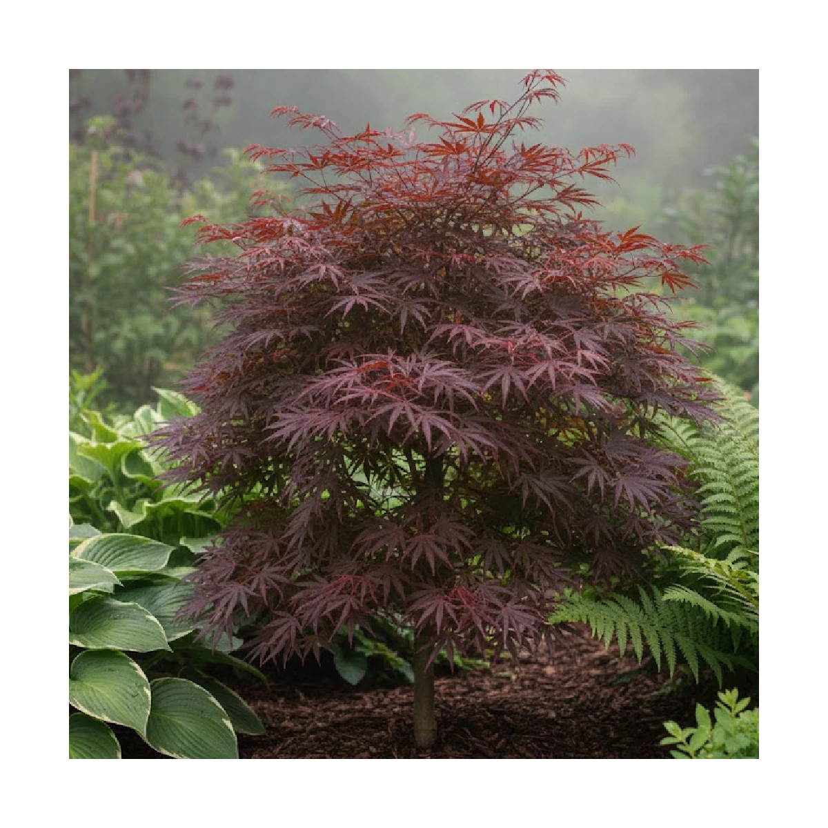 Erable du Japon Trompemburg - SILENCE, ça pousse !, Acer palmatum Erable du Japon Trompemburg - SILENCE, ça pousse !, Acer palmatum