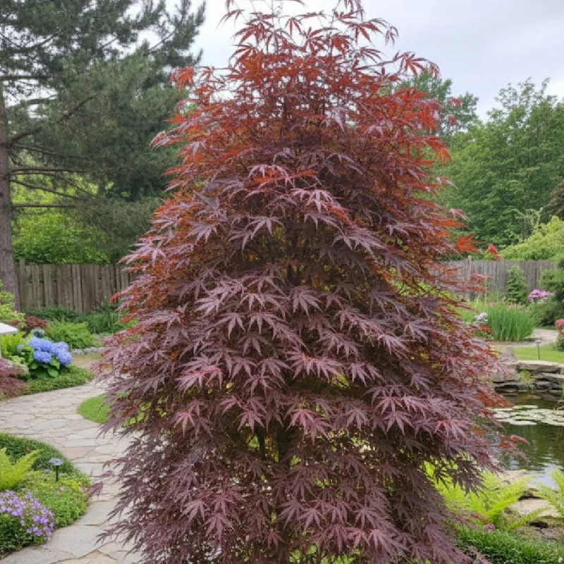 Erable du Japon Trompenburg - SILENCE, ça pousse !, Acer palmatum