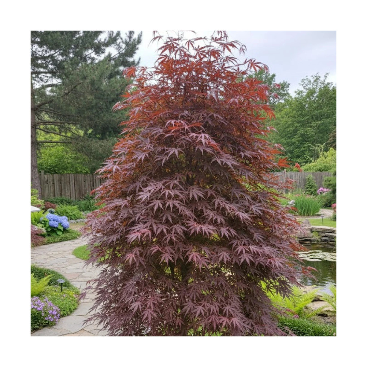 Erable du Japon Trompemburg - SILENCE, ça pousse !, Acer palmatum Erable du Japon Trompemburg - SILENCE, ça pousse !, Acer palmatum