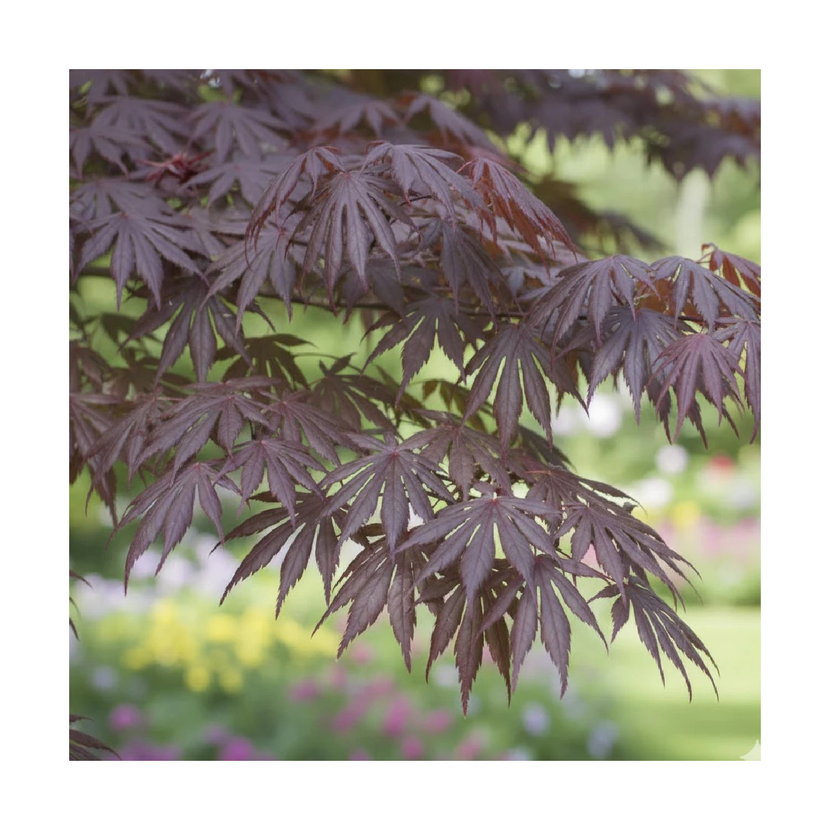 Erable du Japon Trompemburg - SILENCE, ça pousse !, Acer palmatum Erable du Japon Trompemburg - SILENCE, ça pousse !, Acer palmatum
