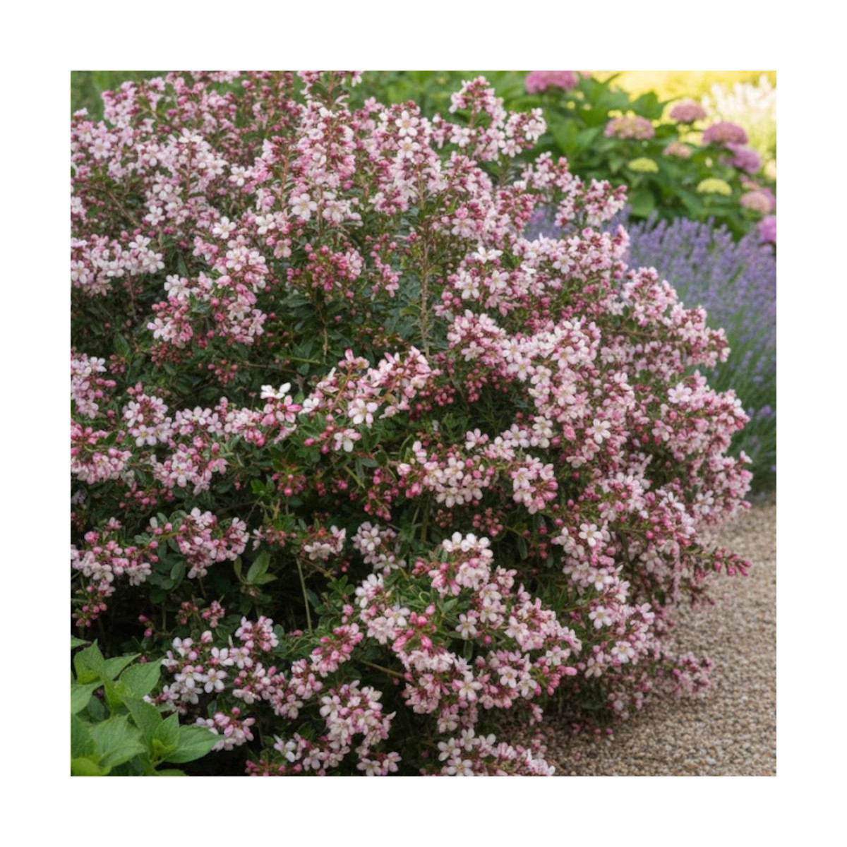 Escallonia Apple Blossom