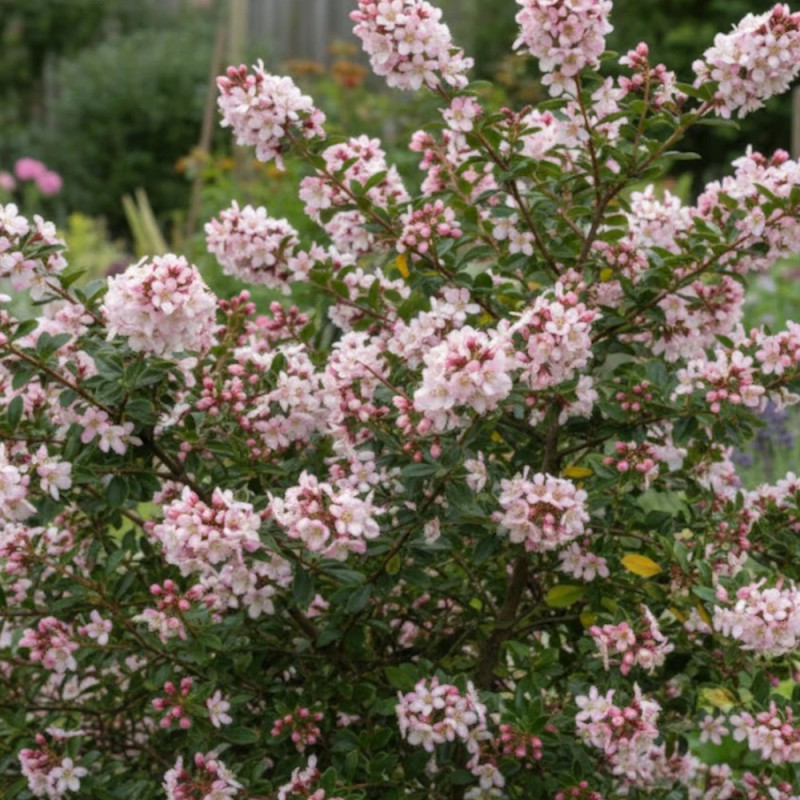 Escallonia Apple Blossom