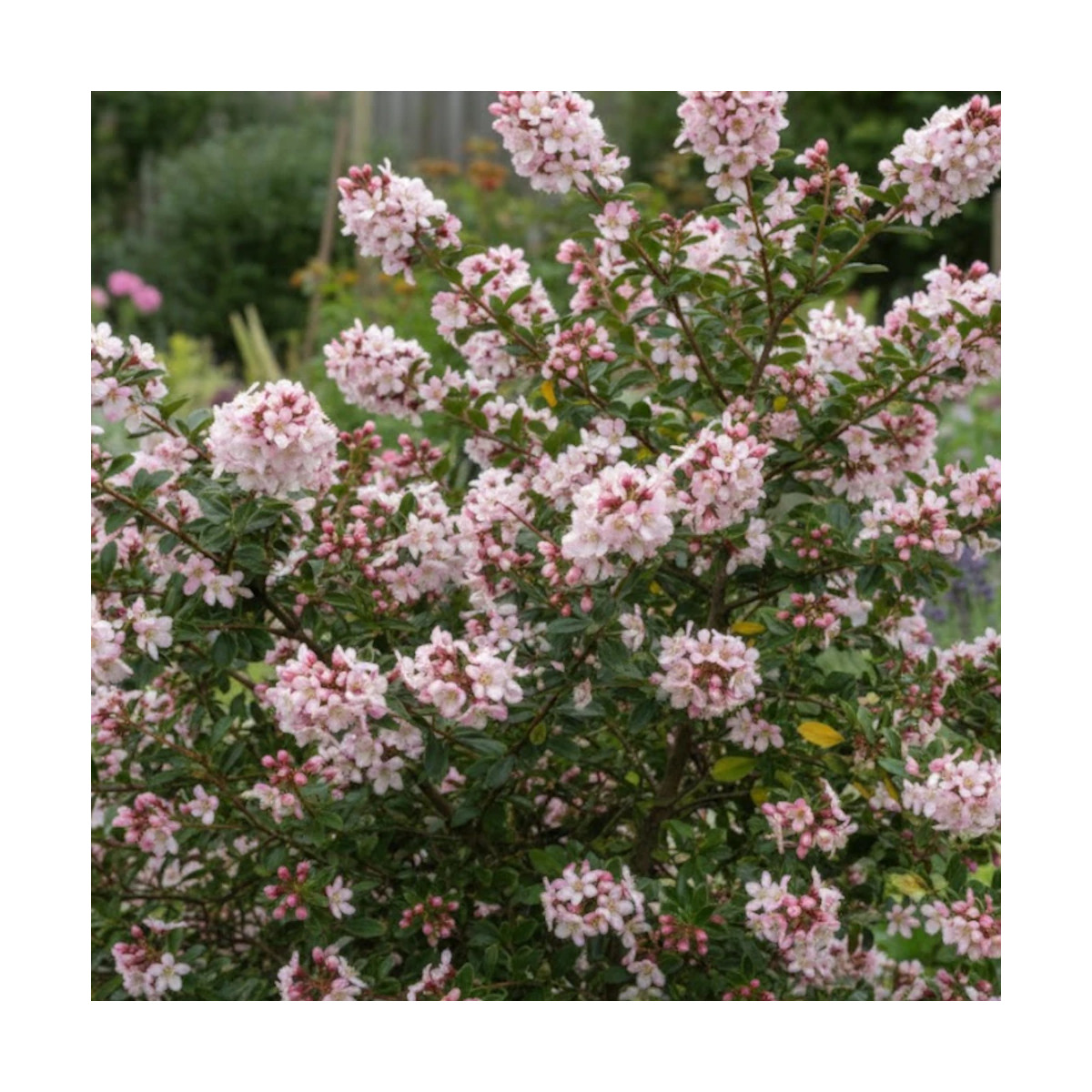 Escallonia Apple Blossom