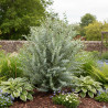 Eucalyptus Azura®, Gommier cidre