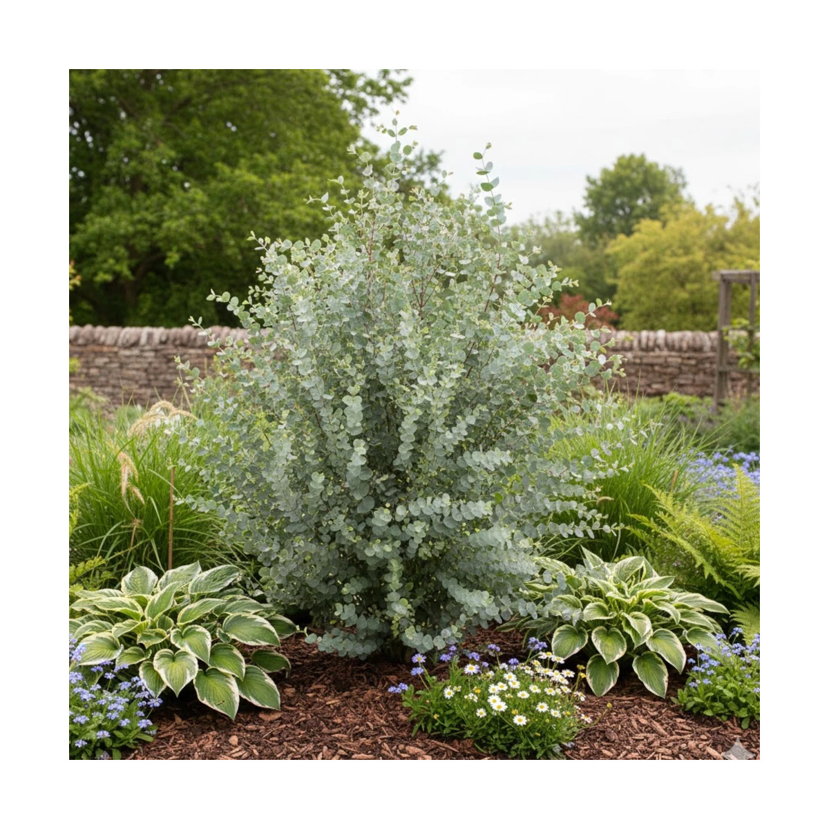 Eucalyptus Azura®, Gommier cidre