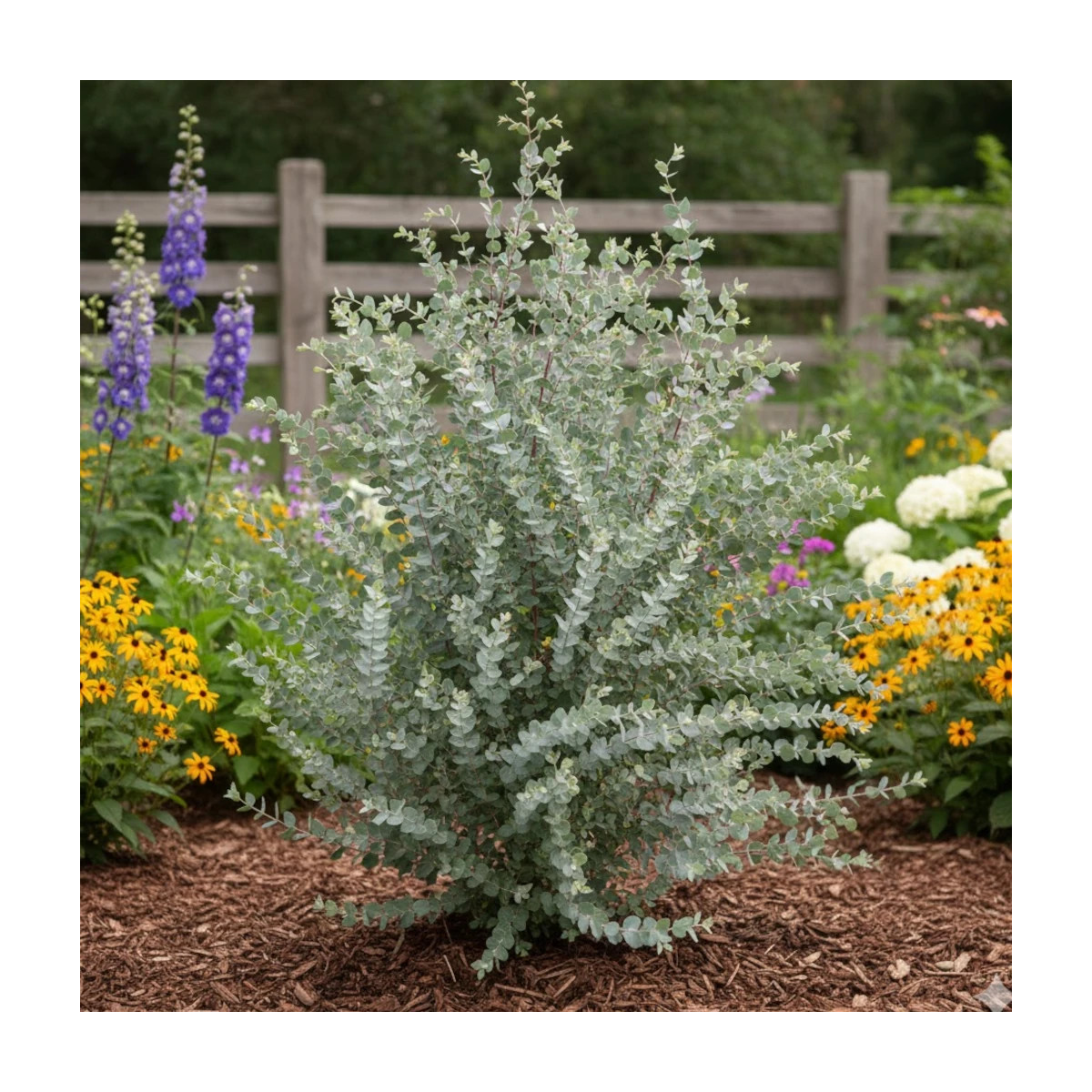 Eucalyptus Azura®, Gommier cidre