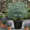 Eucalyptus France Bleu® - SILENCE, ça pousse !, Gommier cidre