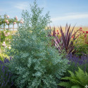 Eucalyptus France Bleu® 'Rengun', Gommier cidre