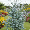 Eucalyptus gunnii, Eucalyptus à feuilles rondes, Gommier cidre