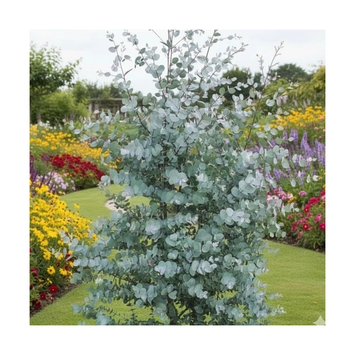 Eucalyptus gunni, Eucalyptus à feuilles rondes, Gommier cidre