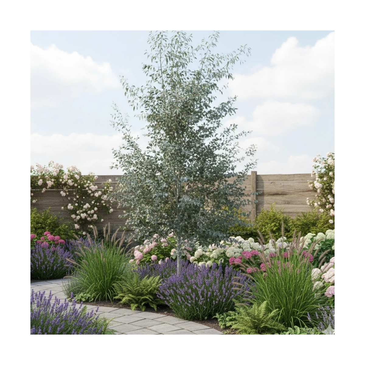 Eucalyptus Silverana® - SILENCE, ça pousse !, Gommier cidre