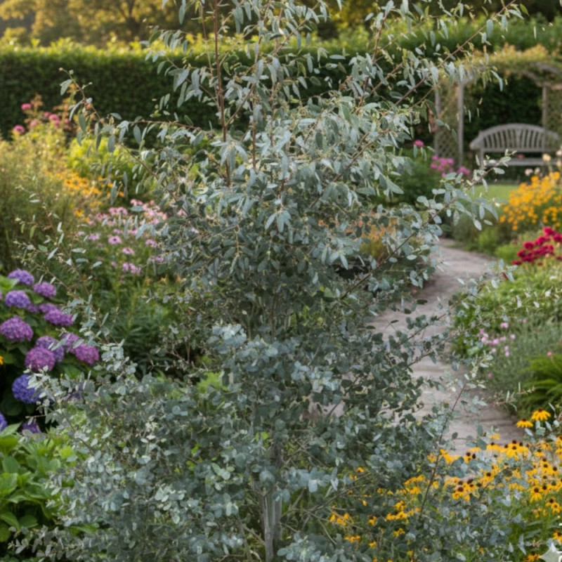 Eucalyptus Silverana® - SILENCE, ça pousse !, Gommier cidre