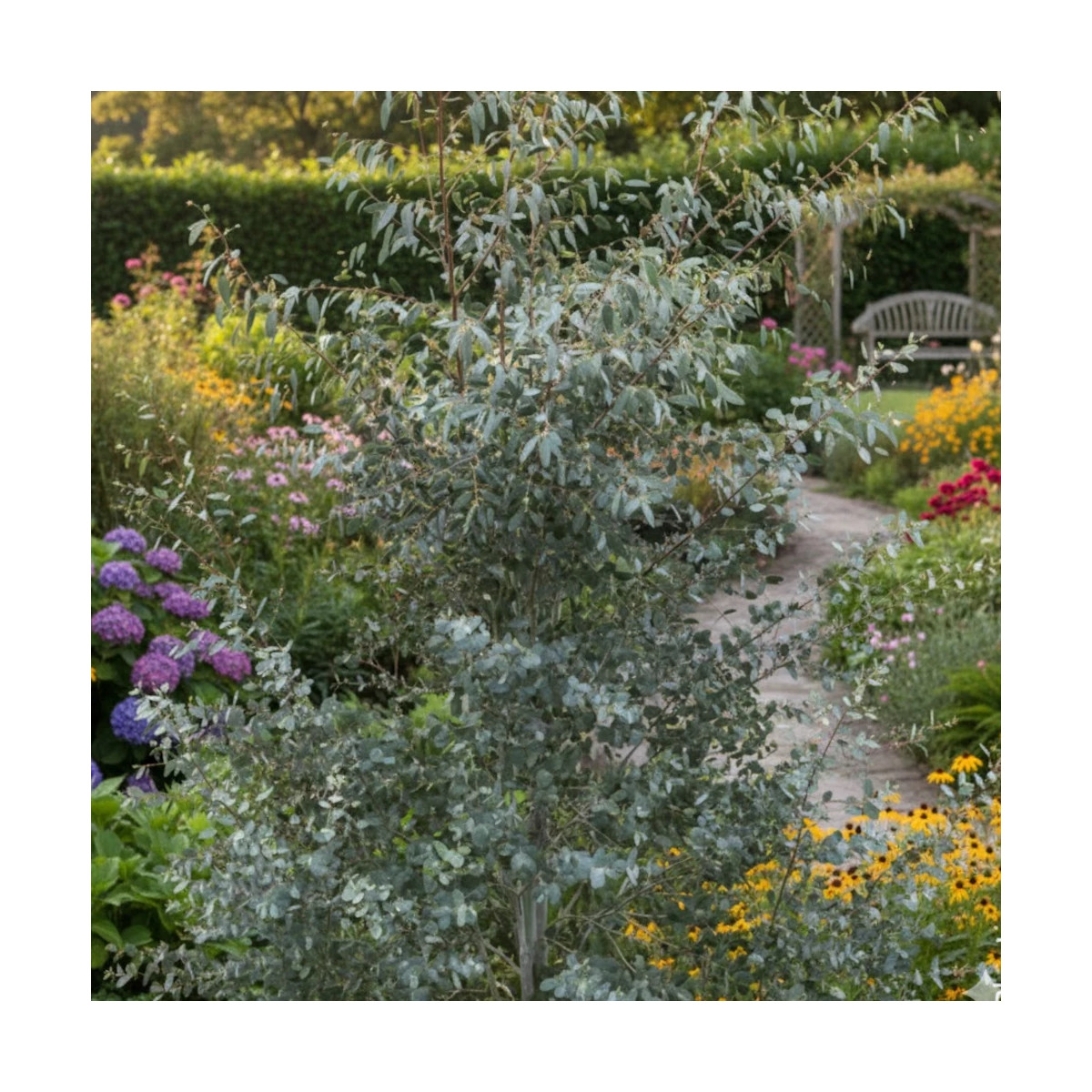 Eucalyptus Silverana® - SILENCE, ça pousse !, Gommier cidre