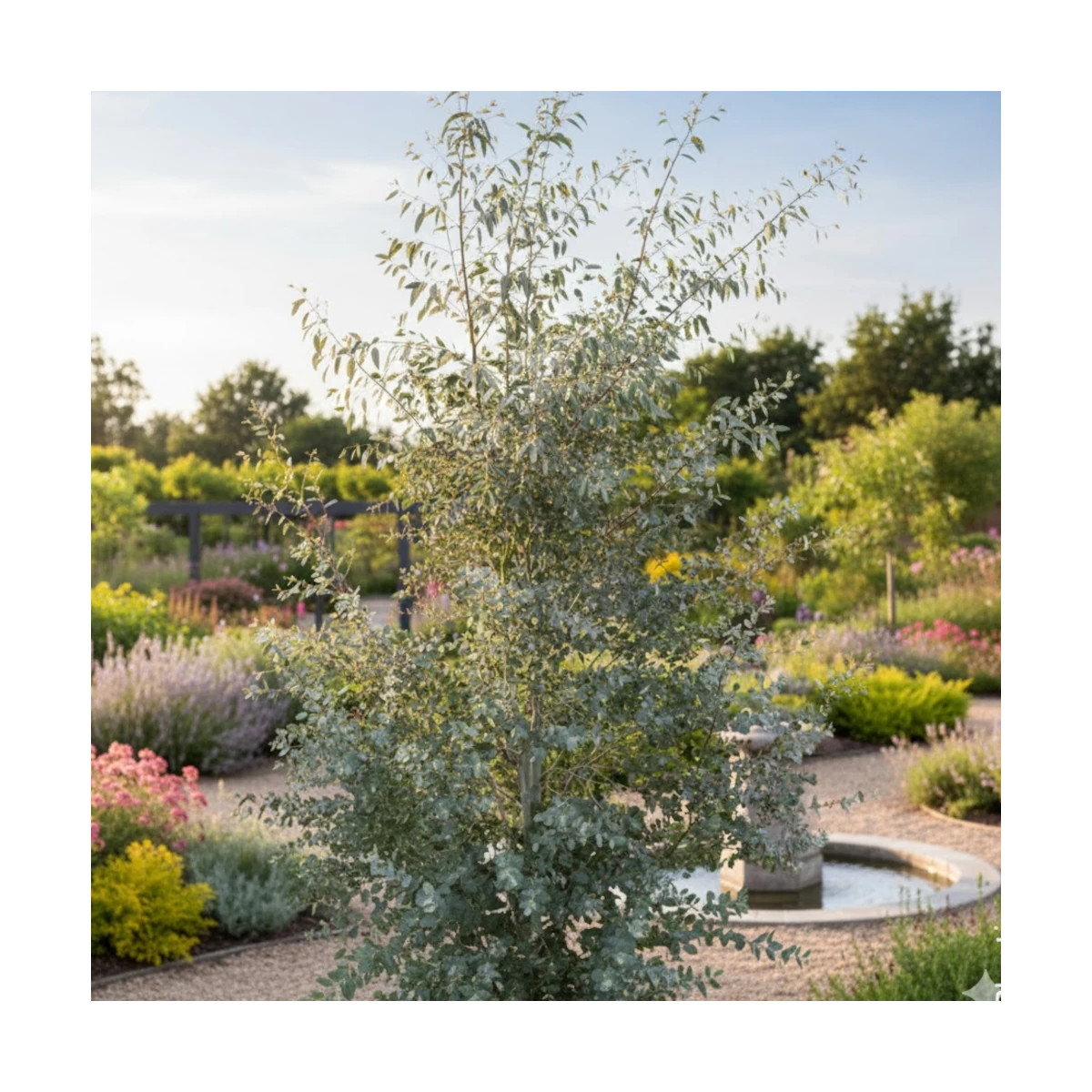 Eucalyptus Silverana® - SILENCE, ça pousse !, Gommier cidre