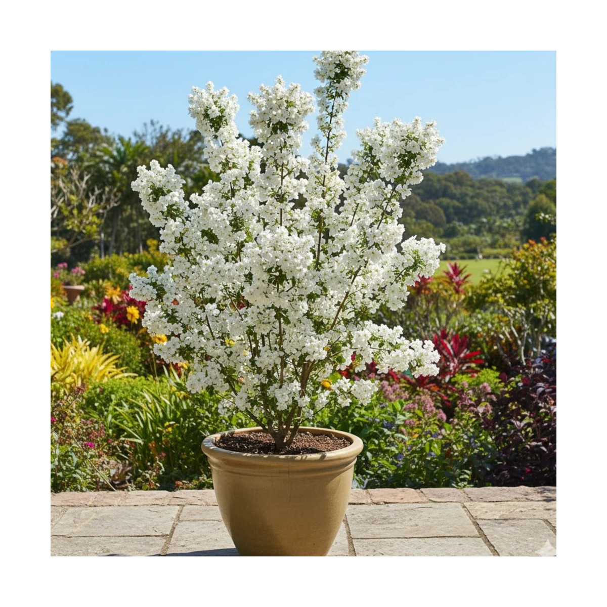 Arbre aux perles MAGICAL SPRINGTIME® 'Kolmaspri', Exochorda, Exocorde