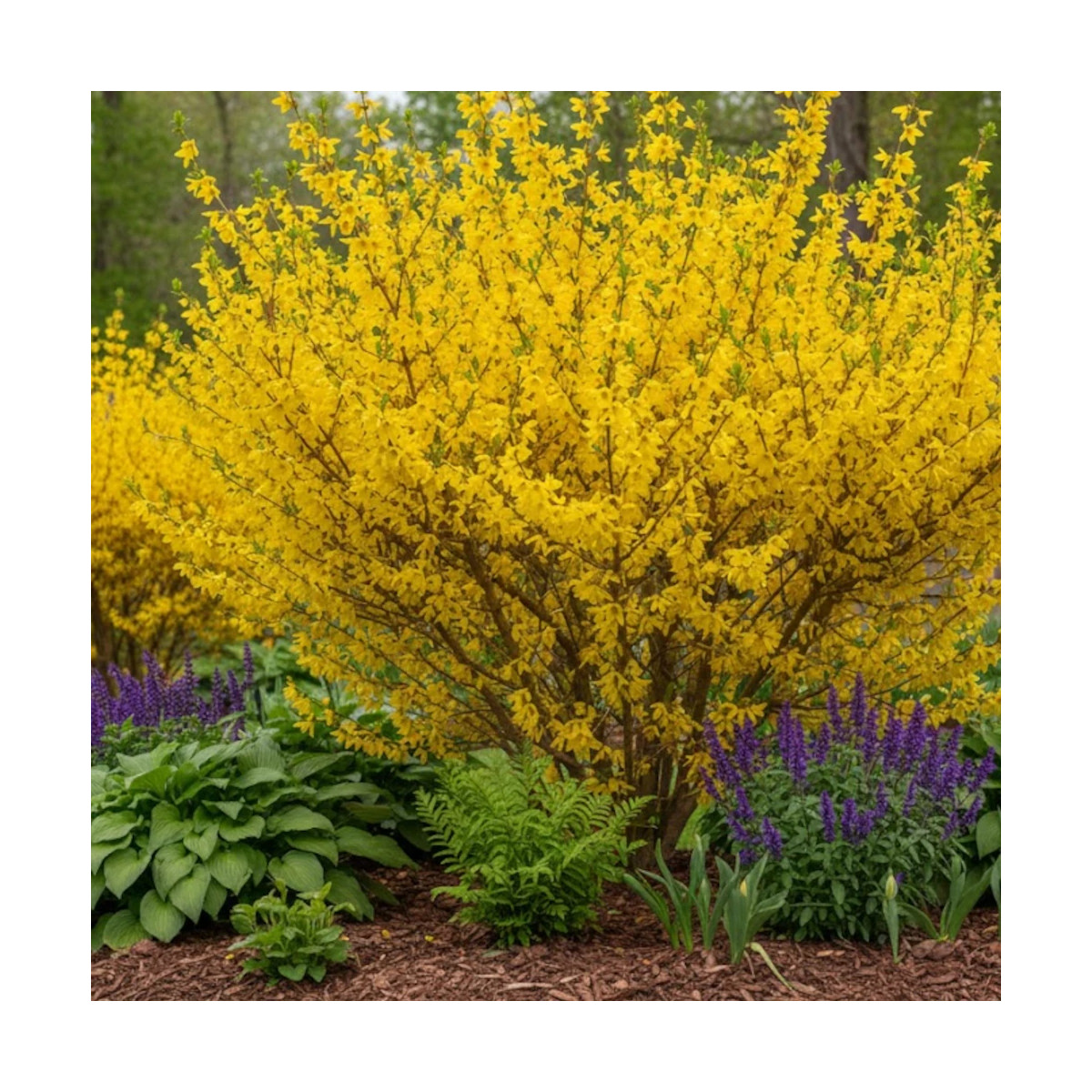 Forsythia Fiesta, Mimosa de Paris