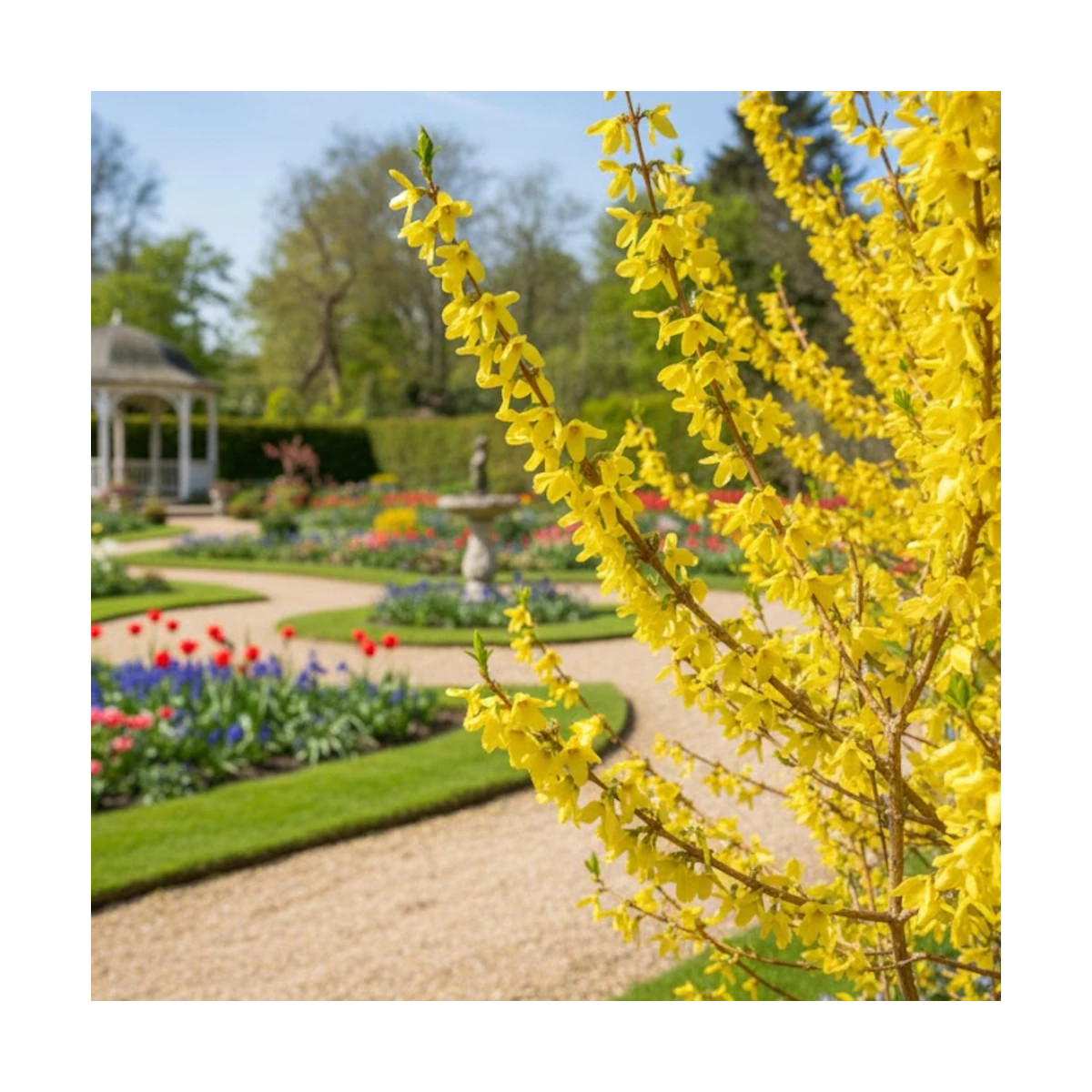 Forsythia Fiesta, Mimosa de Paris