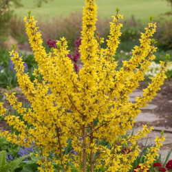 Forsythia Mindor®, Mimosa de Paris