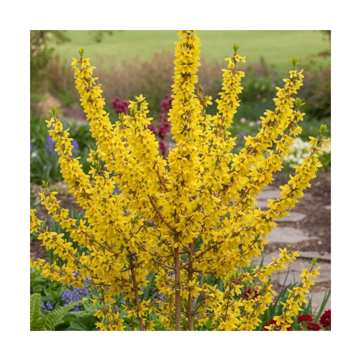 Forsythia Mindor®, Mimosa de Paris