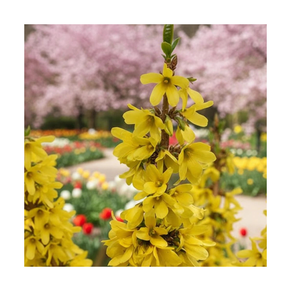 Forsythia Mindor®, Mimosa de Paris