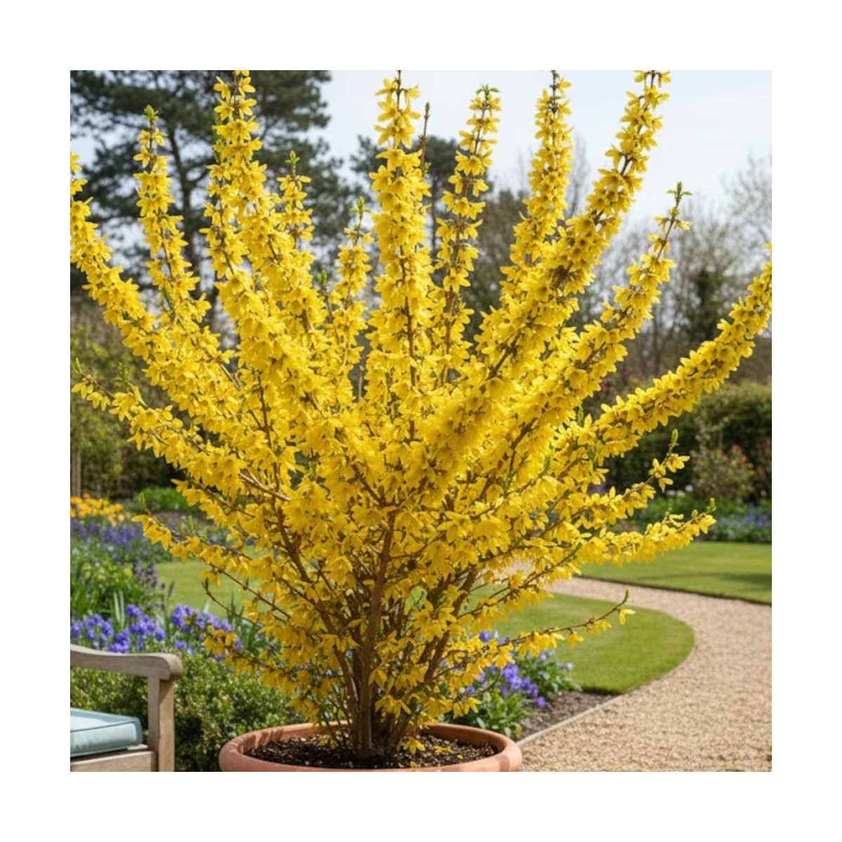 Forsythia Mindor®, Mimosa de Paris