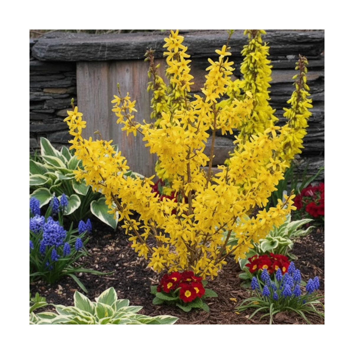 Forsythia Spring Glory, Mimosa de Paris Forsythia Spring Glory, Mimosa de Paris