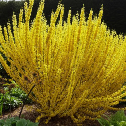 Forsythia Week End® 'Courtalyn', Mimosa de Paris