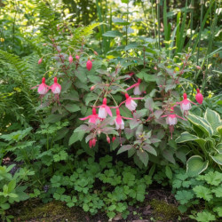 Fuchsia arbustif Alice Hoffmann