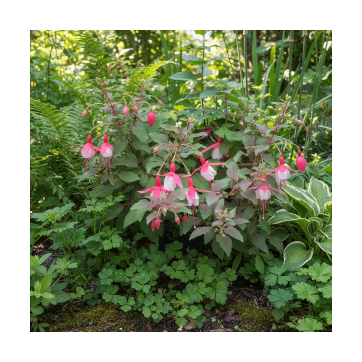 Fuchsia arbustif Alice Hoffmann