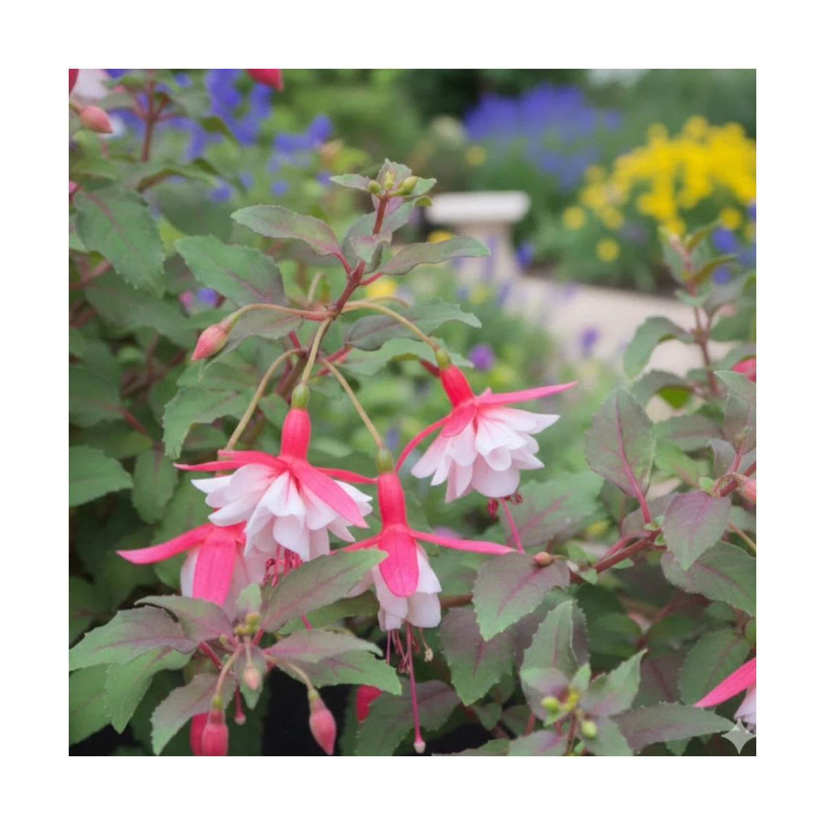 Fuchsia arbustif Alice Hoffmann