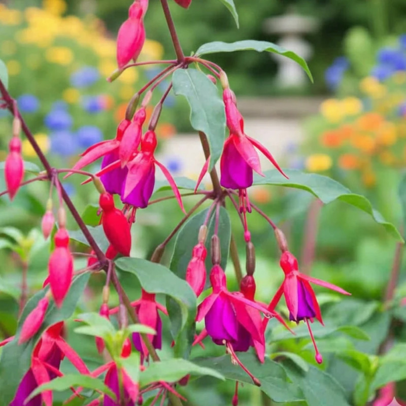 Fuchsia arbustif Bernisser Hardy