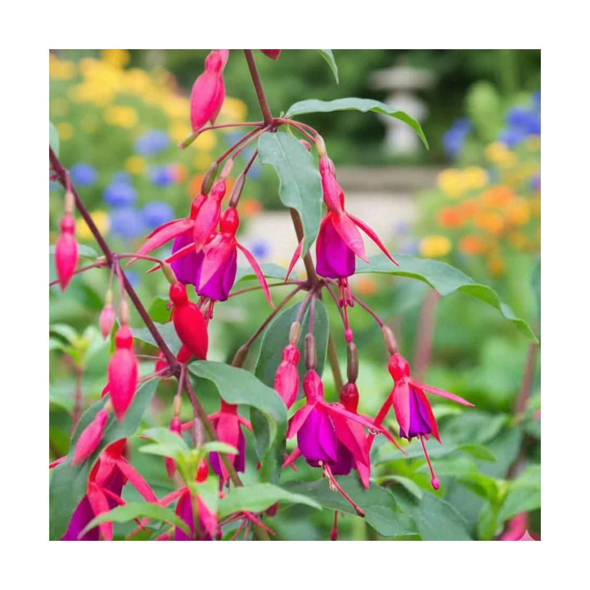 Fuchsia arbustif Bernisser Hardy