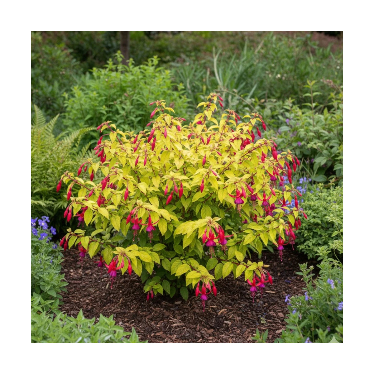 Fuchsia arbustif Genii