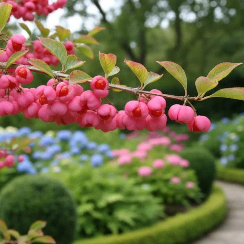 Fusain d'Europe, Euonymus