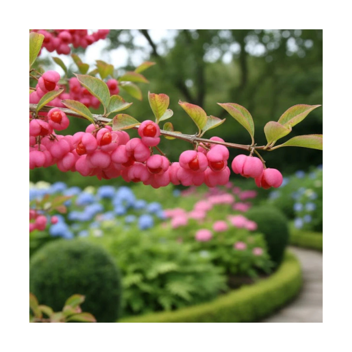 Fusain d'Europe, Euonymus
