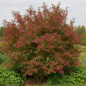 Fusain d\'Europe, Euonymus