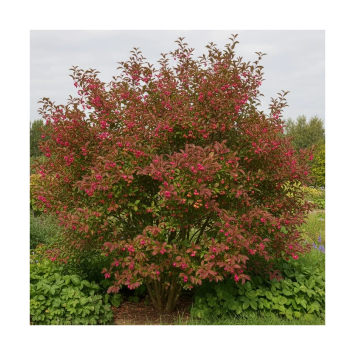 Fusain d'Europe, Euonymus