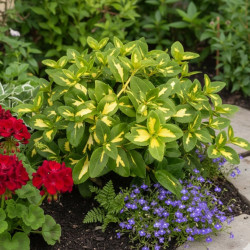 Fusain persistant Sunshine, Euonymus