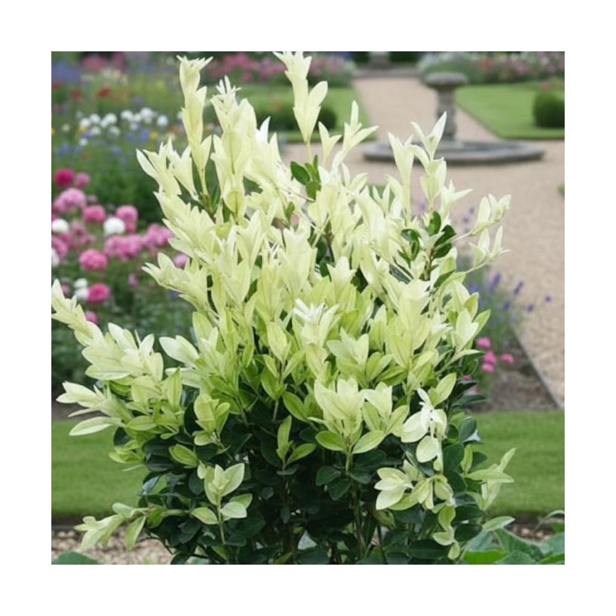 Fusain du Japon Extravaganza® - SILENCE, ça pousse !, Euonymus Fusain du Japon Extravaganza® - SILENCE, ça pousse !, Euonymus