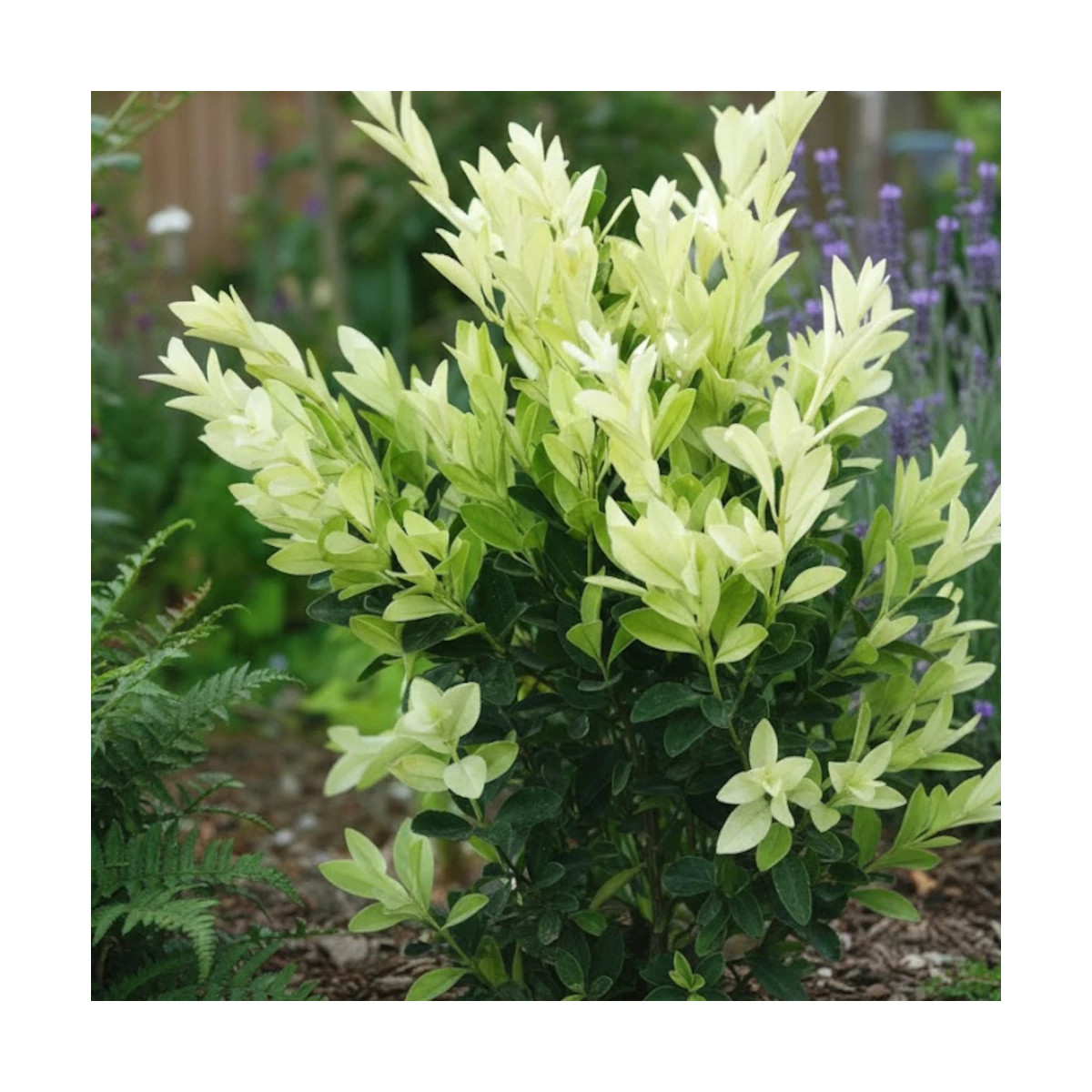Fusain du Japon Extravaganza® - SILENCE, ça pousse !, Euonymus Fusain du Japon Extravaganza® - SILENCE, ça pousse !, Euonymus