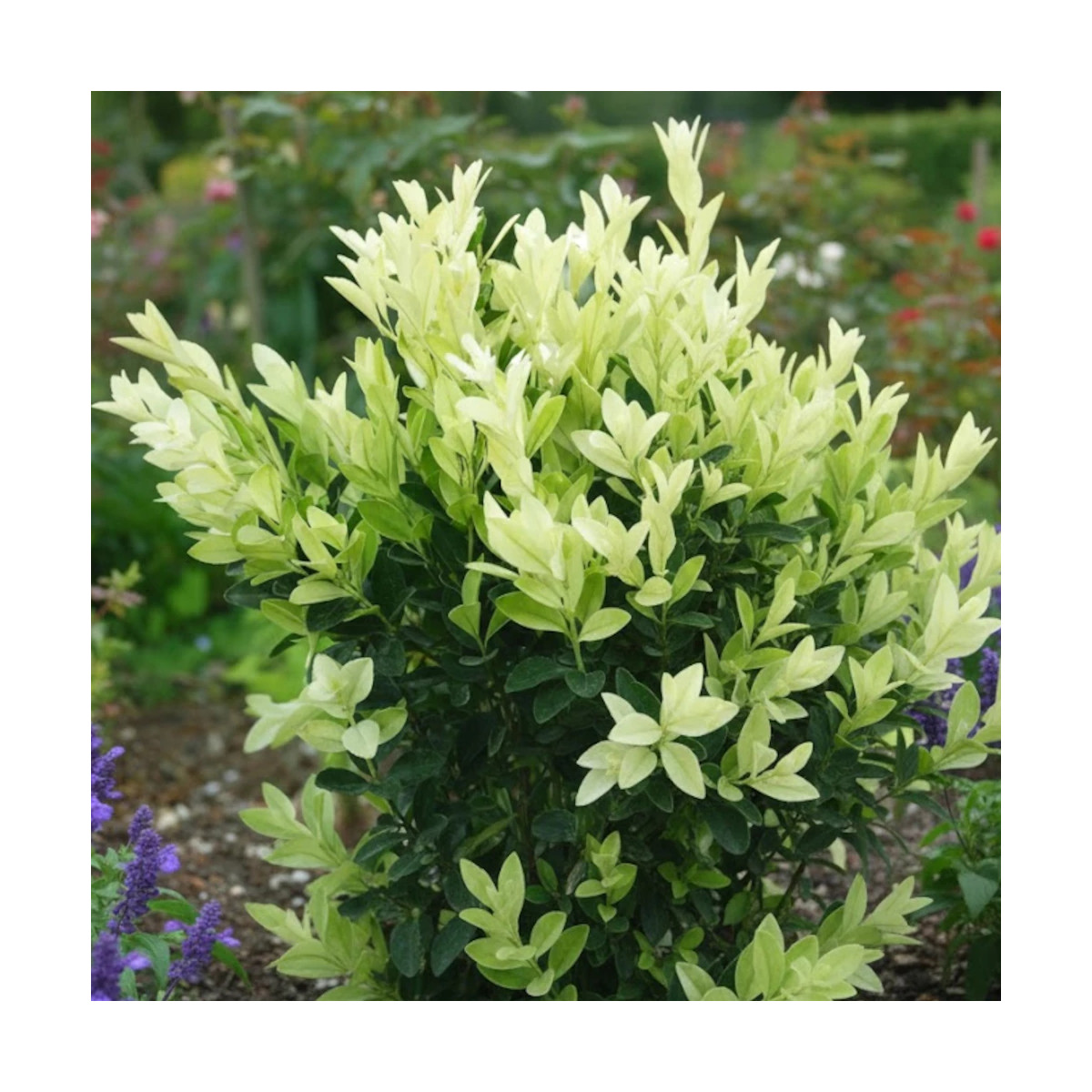 Fusain du Japon Extravaganza® - SILENCE, ça pousse !, Euonymus Fusain du Japon Extravaganza® - SILENCE, ça pousse !, Euonymus
