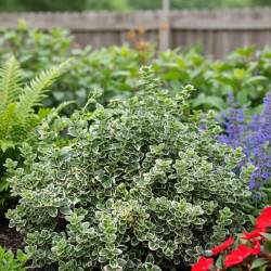 Fusain persistant Emerald Gaiety - SILENCE, ça pousse !, Euonymus