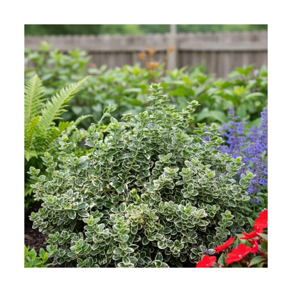 Fusain persistant Emerald Gaiety - SILENCE, ça pousse !, Euonymus