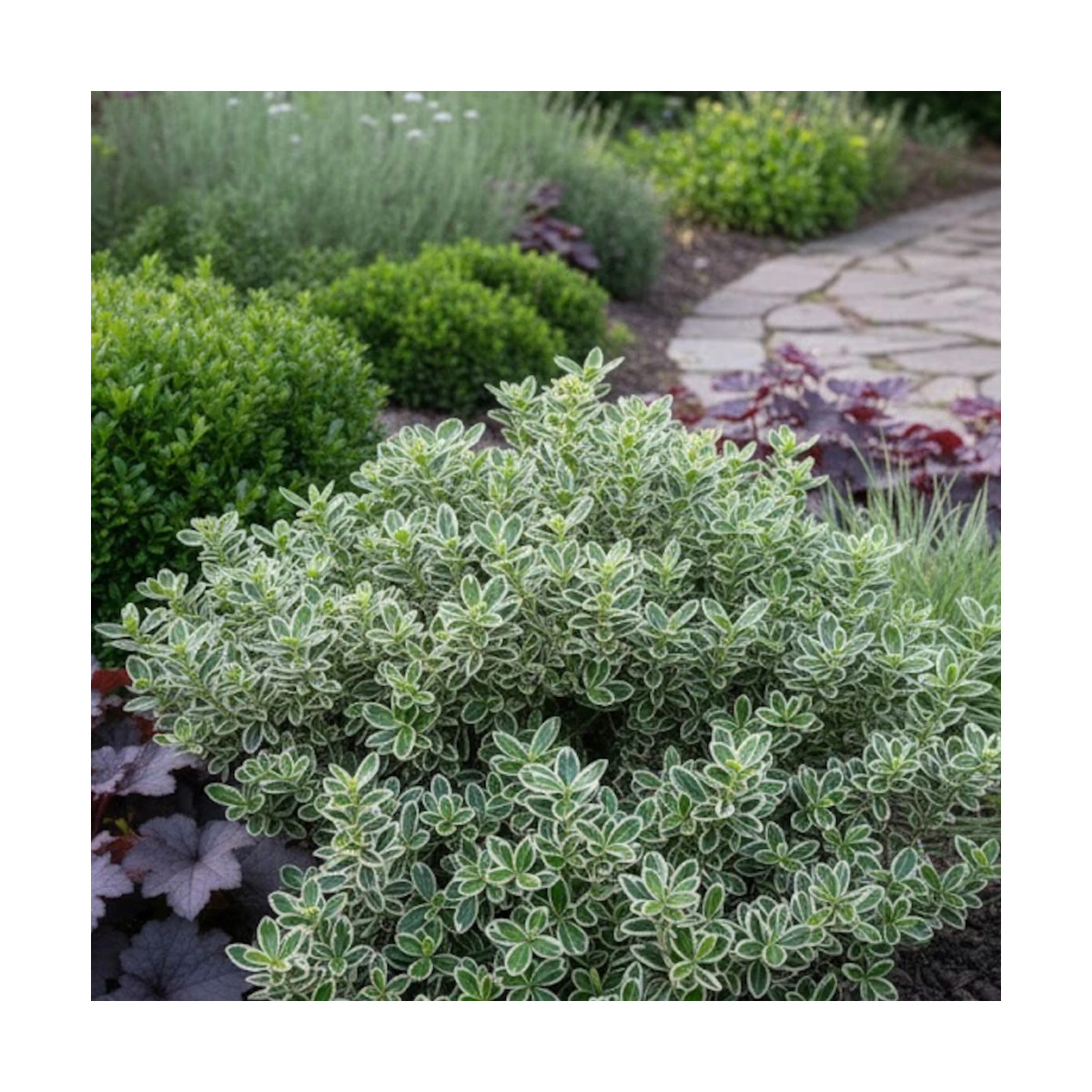 Fusain persistant Emerald Gaiety - SILENCE, ça pousse !, Euonymus