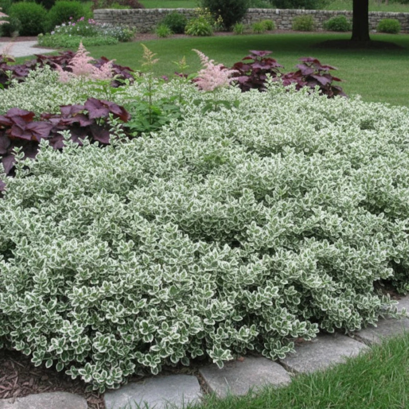 Fusain persistant Emerald Gaiety - SILENCE, ça pousse !, Euonymus