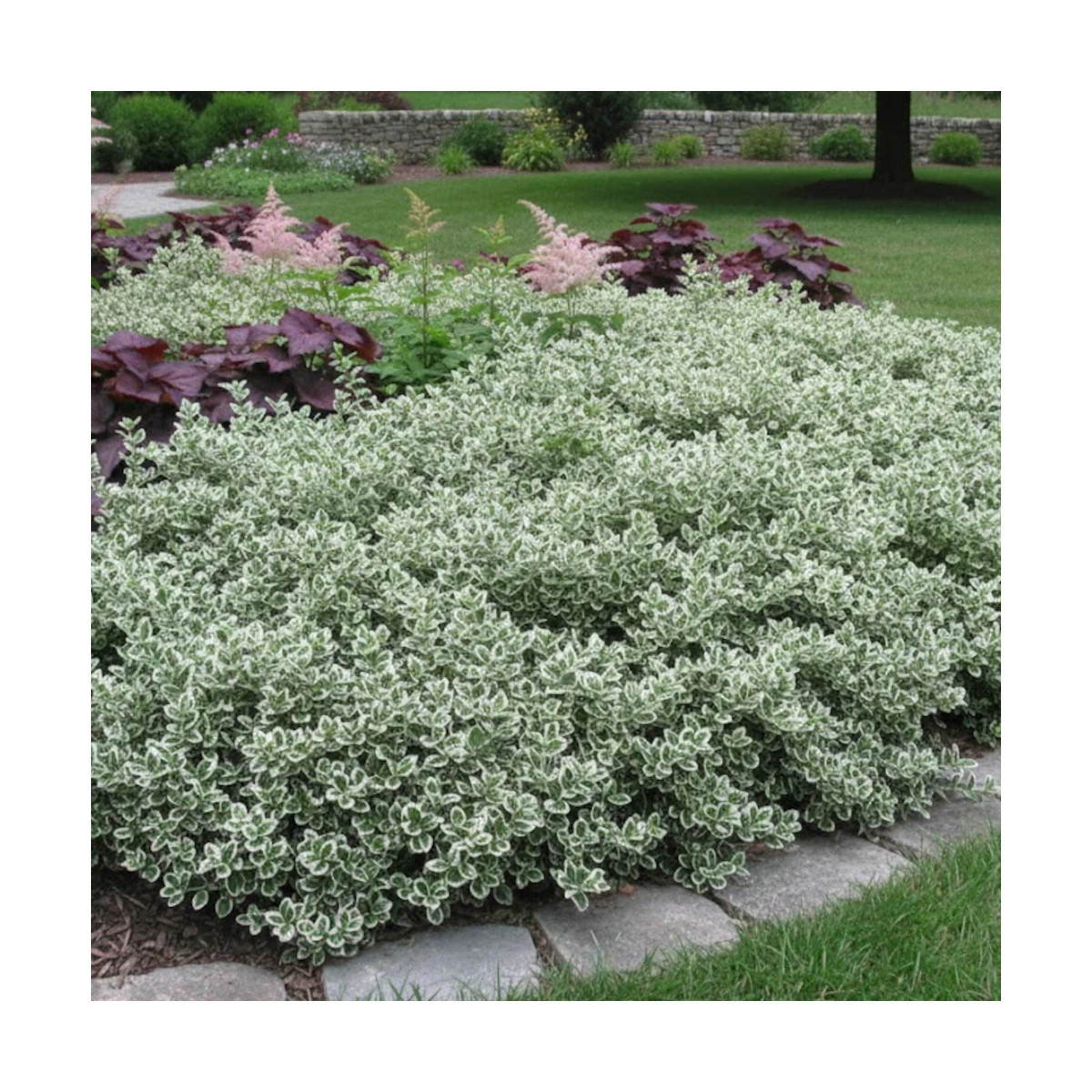 Fusain persistant Emerald Gaiety - SILENCE, ça pousse !, Euonymus